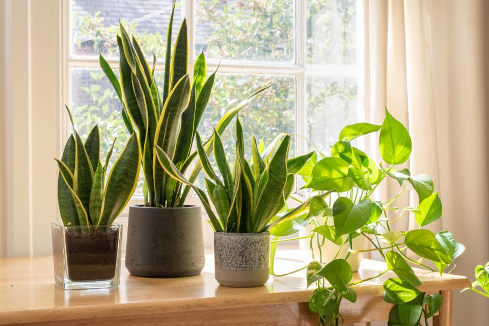 indoor plants
